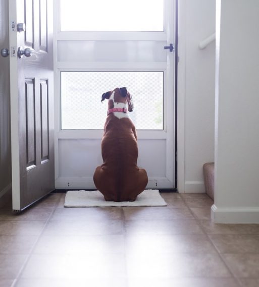 dog