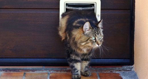 Cat going through pet door